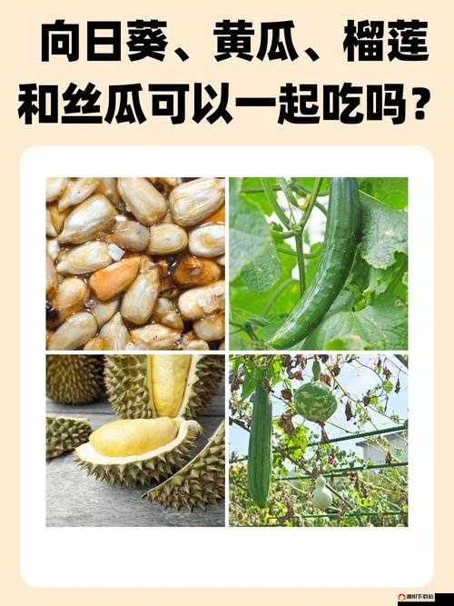 秋葵茄子丝瓜香瓜榴莲大全：探索丰富多样的瓜果世界